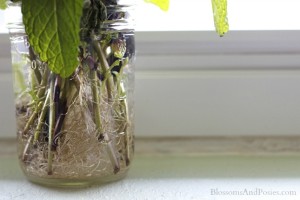 roots close up - blossomsandposies.com