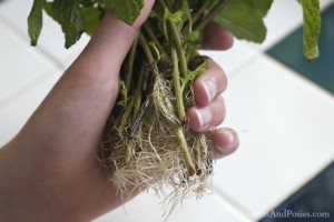 remover mint from water - blossomsandposies.com