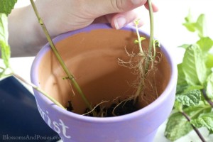 put stems in pot - blossomsandposies.com