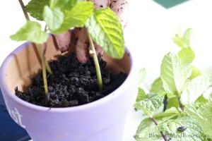 add soil around stems - blossomsandposies.com