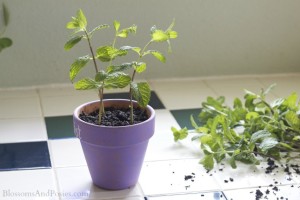 potted mint - BlossomsAndPosies.com