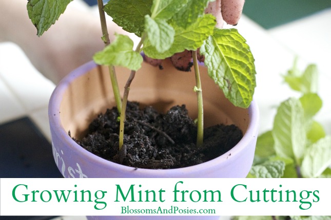 Grow Mint From Cuttings - BlossomsAndPosies.com