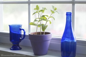 mint in window - BlossomsAndPosies.com